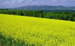 怎么用空氣負(fù)氧離子監(jiān)測系統(tǒng)？